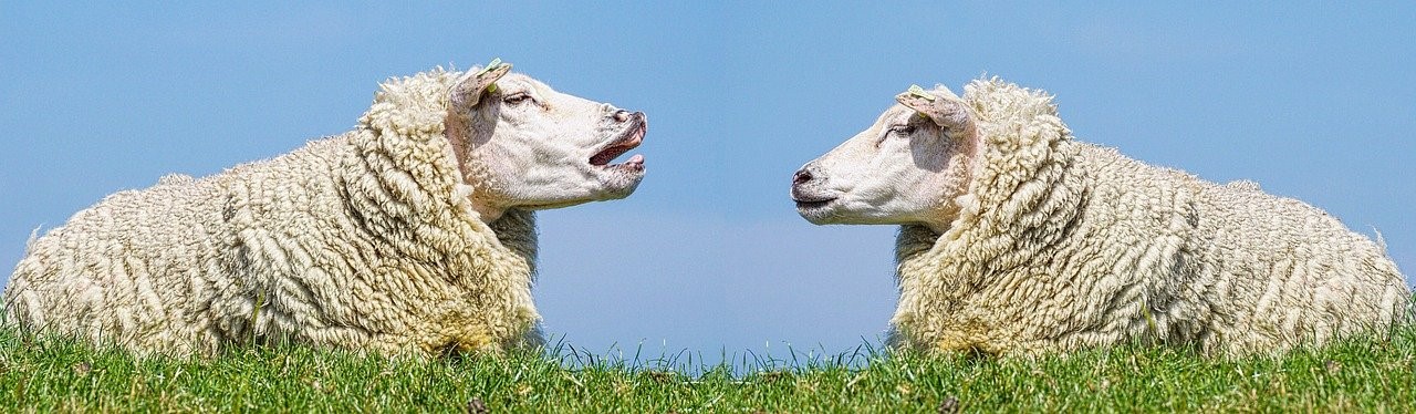 sheep Is it okay to disagree?