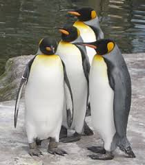 penguin